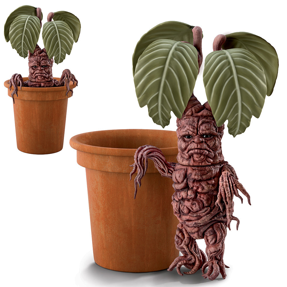 Mandrake Bradford