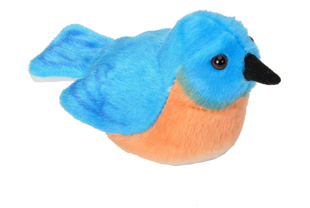AUD II EASTERN BLUEBIRD Ma boutique