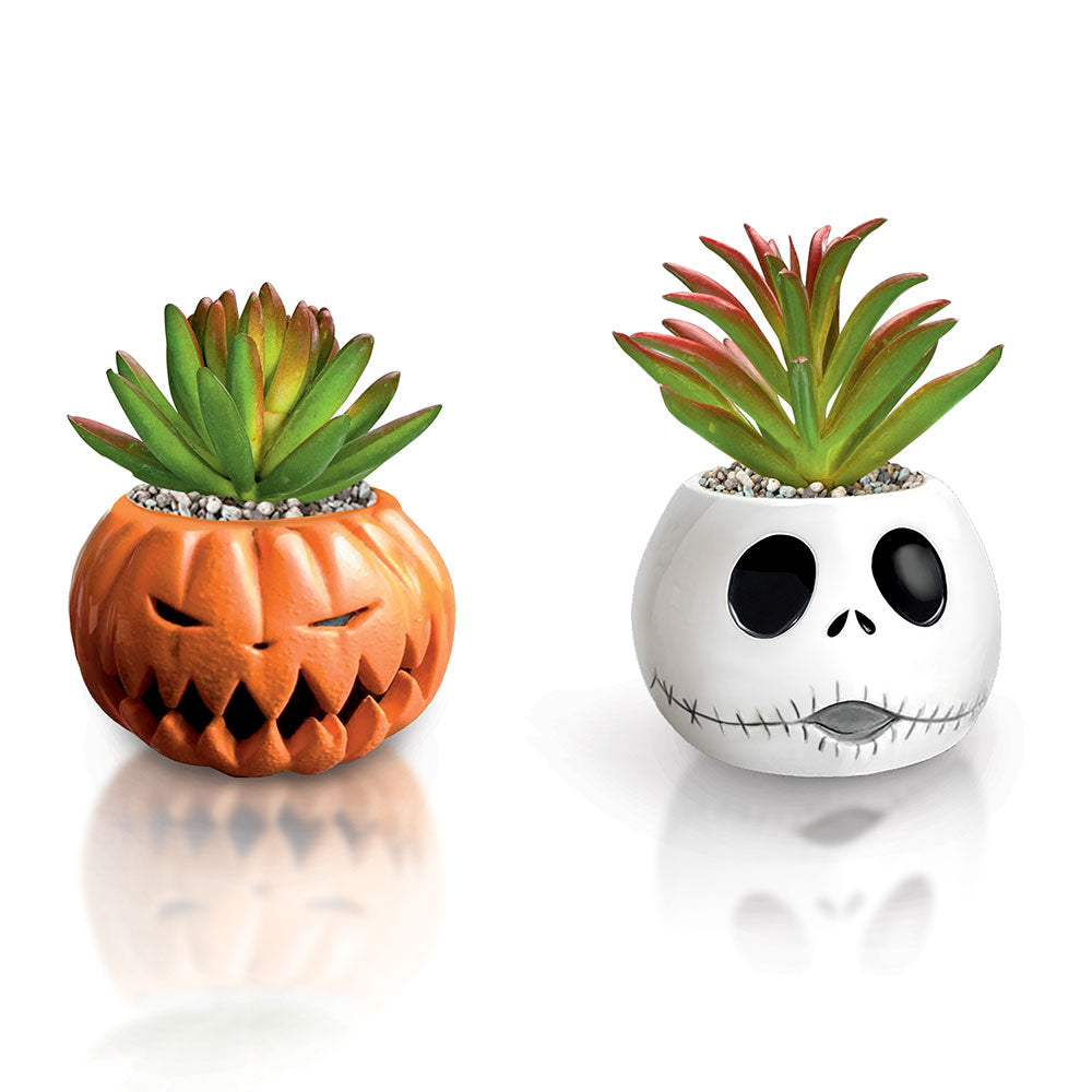 Pumpkin king jack Bradford