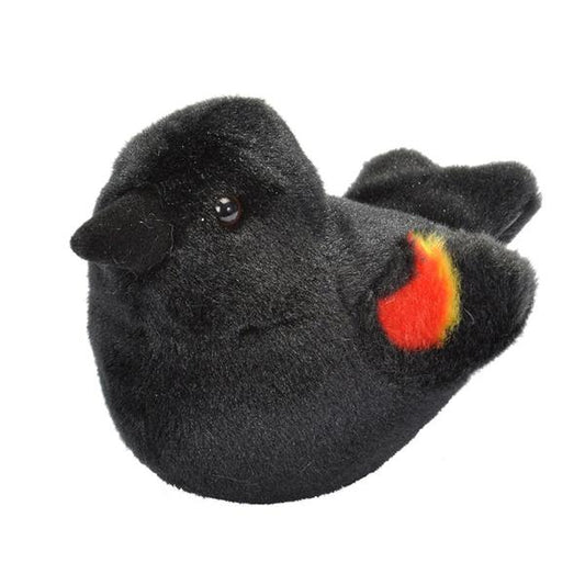 AUD II RED WINGED BLACKBIRD