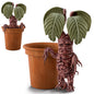 Mandrake Bradford